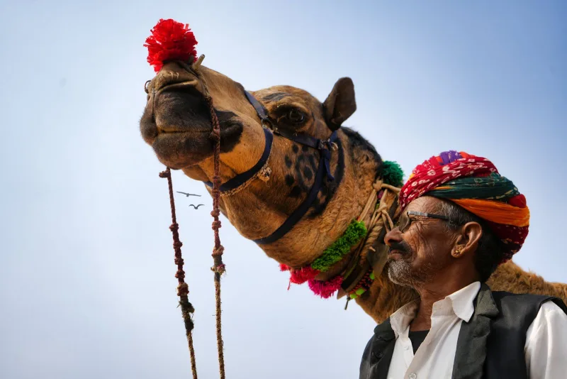A decorated camel and its herder at the Pushkar camel fair